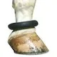 Fetlock Ring